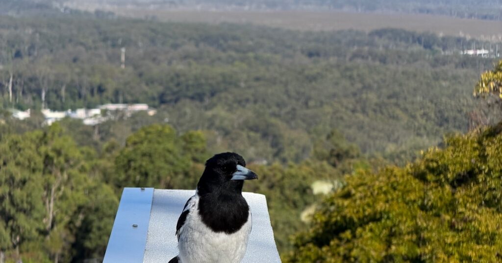 Ten minutes with a magpie and I have never felt so assessed