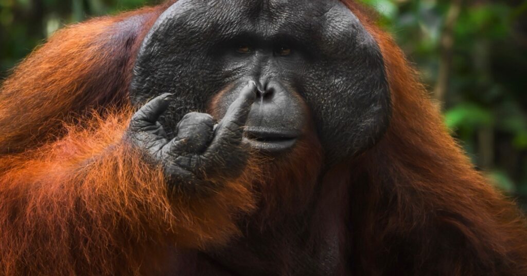 This Orangutan Did Not Consent To This Post